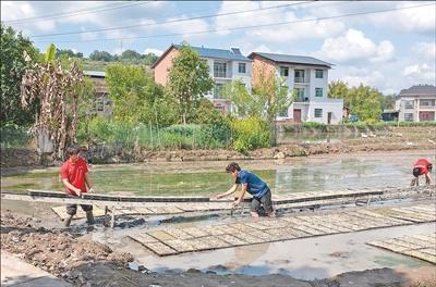 丘陵水稻种植机械化破局：田间“天车”让摆盘效率提升四倍